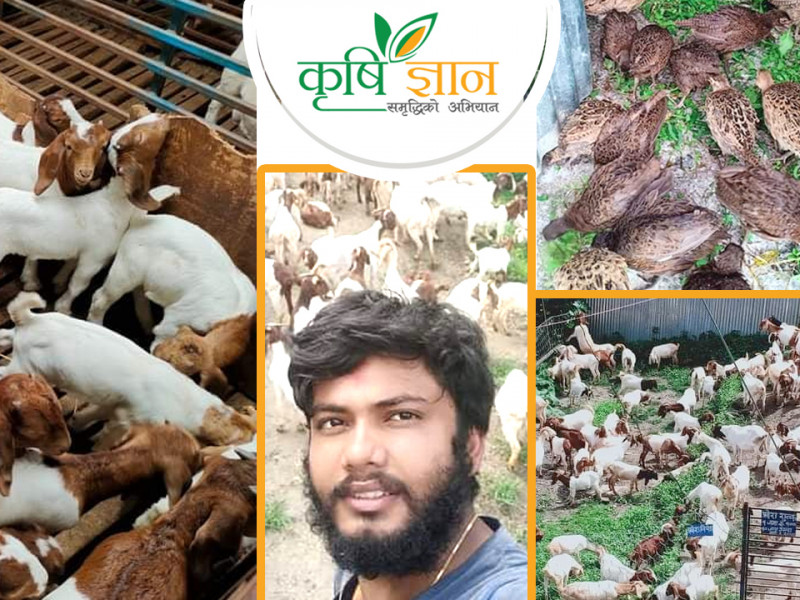 सरकारी जागिरका लागि ४ लाख घुस मागेपछि कृषक बनेका तिवारी, वार्षिक १५ लाख कमाउँछन्